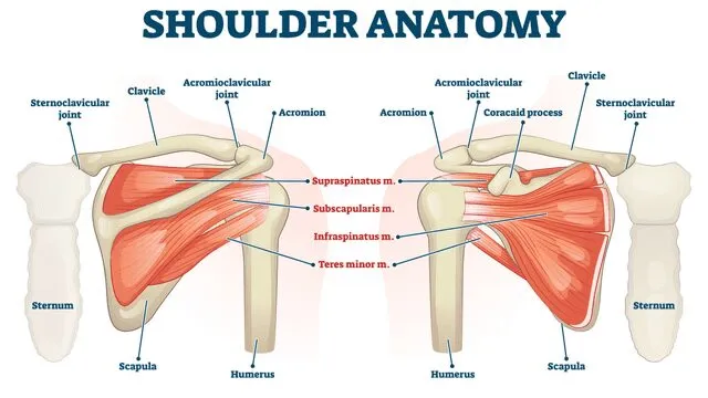 Anatomy of the Shoulder Girdle