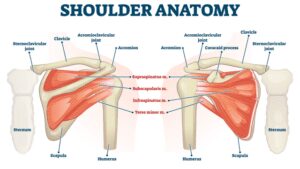 Anatomy of the Shoulder Girdle